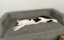 Domestic Shorthair cats for sale: Milo - rehoming - Image 4