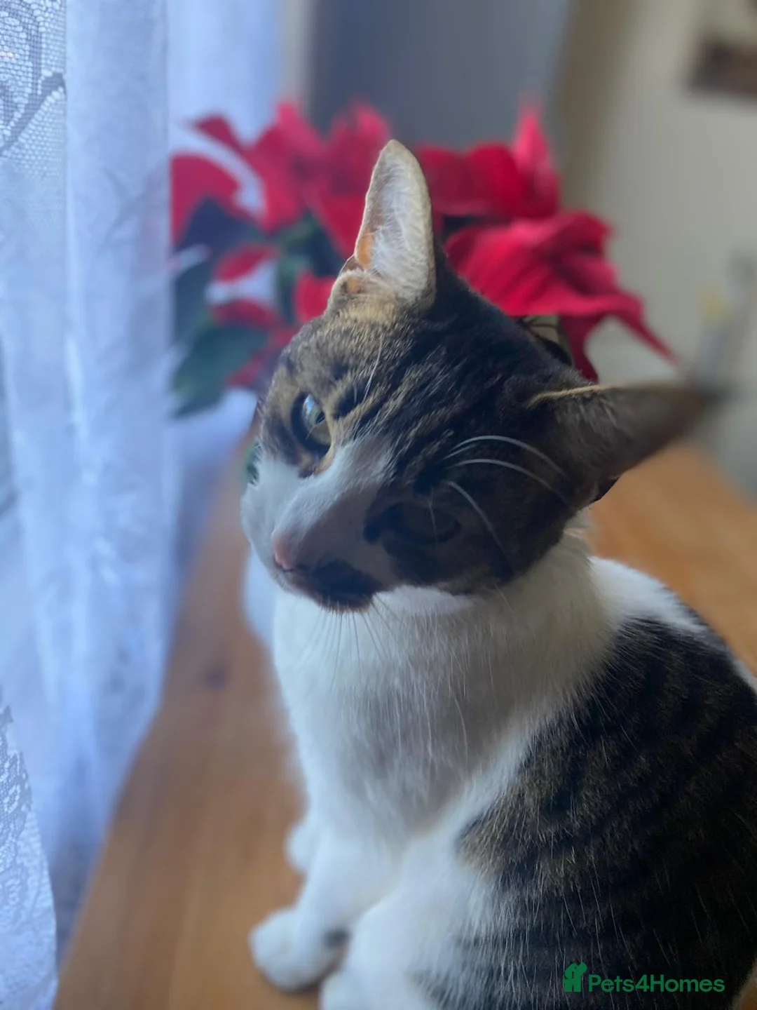 Mixed Breed cats for sale: A male  in London - Advert 3