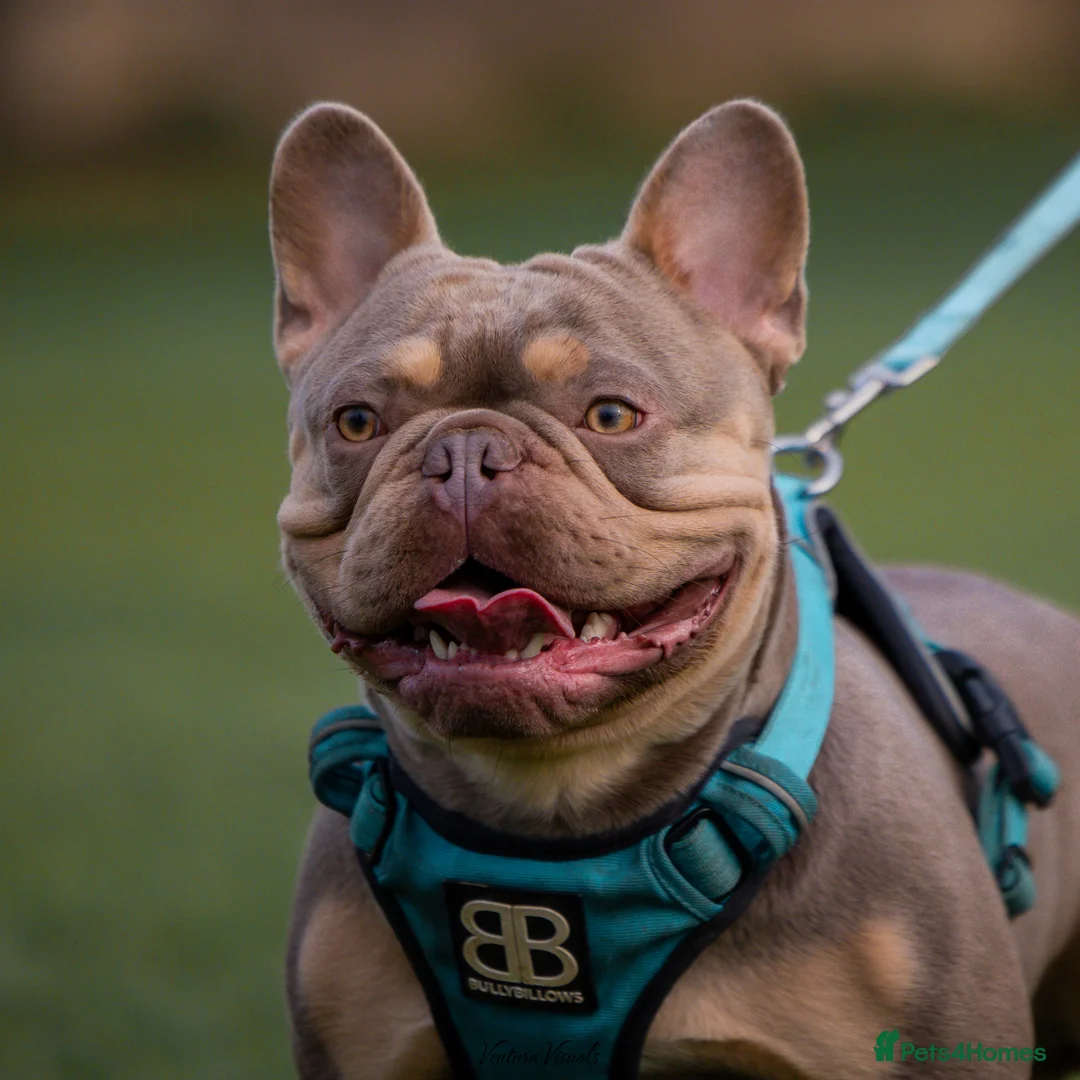 French Bulldog dogs for stud: 🦍SHORTTY🦍 SPECIAL OFFER WON'T GET CHEAPER 🔥🔥 in Northampton - Advert 3