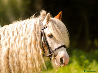 Irish Cob horses Fella - Advert 1