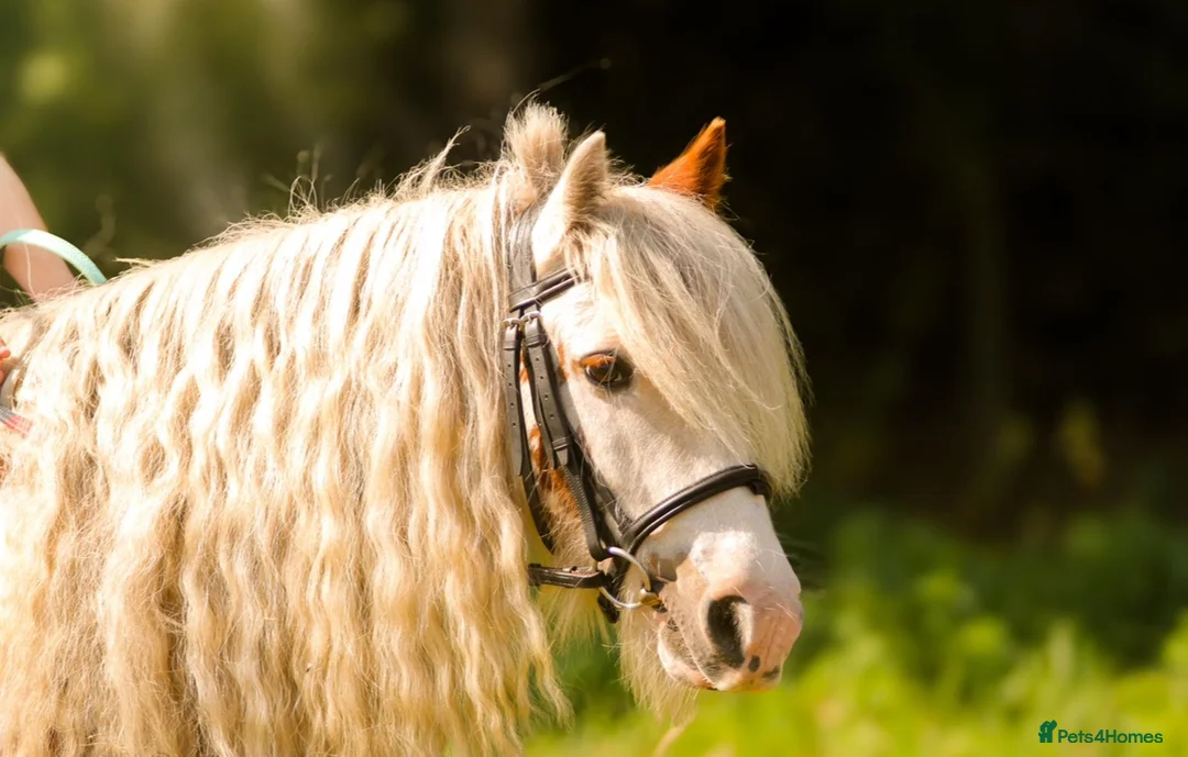 Irish Cob horses for sale: Fella - Advert 1