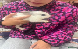 Dutch rabbits for sale: Baby rabbits for sale  - Image 3