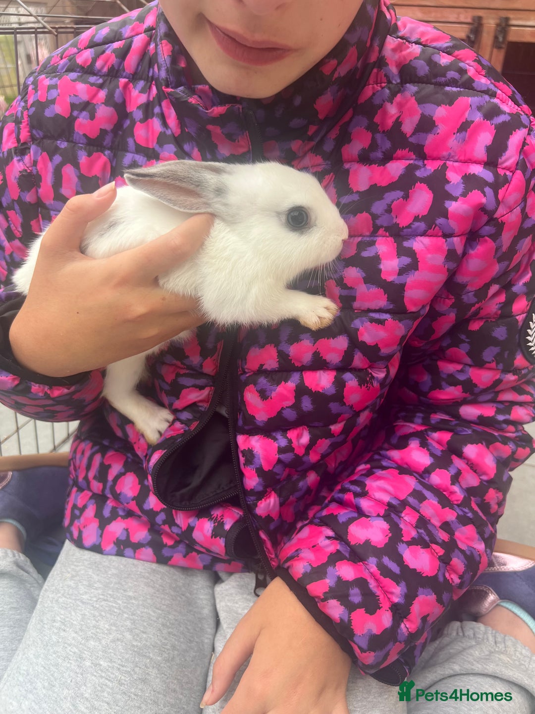 Dutch rabbits for sale: Baby rabbits for sale  - Image 3