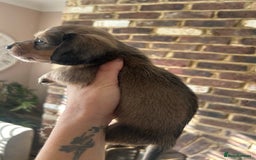 Miniature Dachshund dogs for sale: long haired miniature dachshund puppies - Image 17