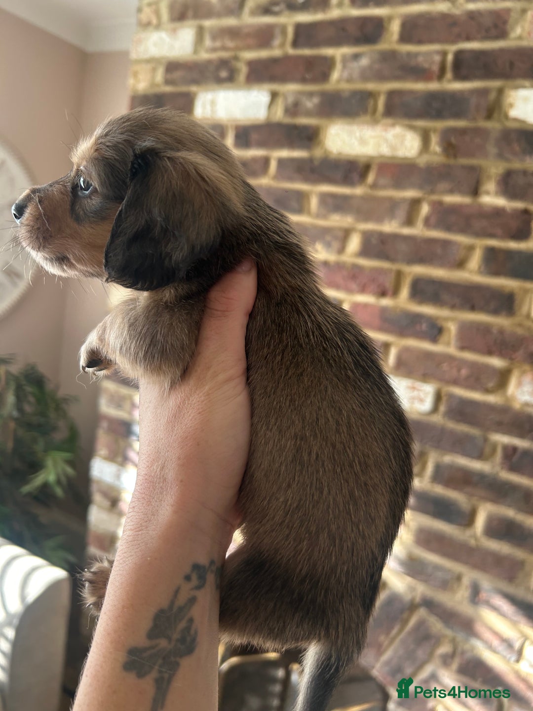 Miniature Dachshund dogs for sale: long haired miniature dachshund puppies - Image 17