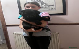 Mixed Breed dogs for sale: Shepadors  - Image 2