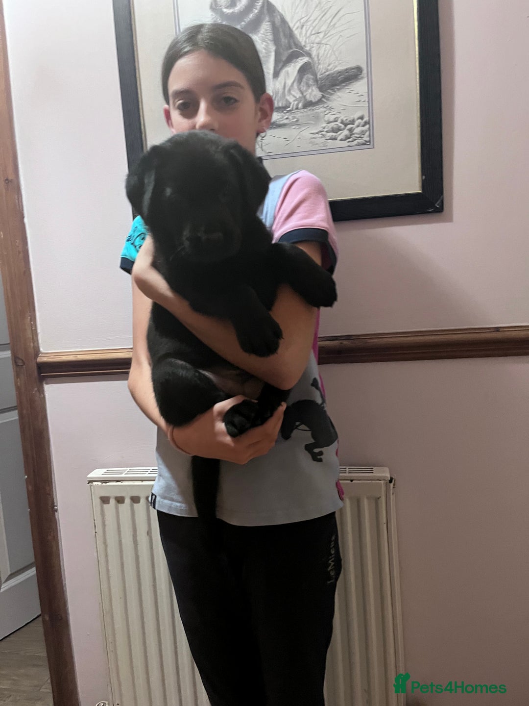 Mixed Breed dogs for sale: Shepadors  - Image 2