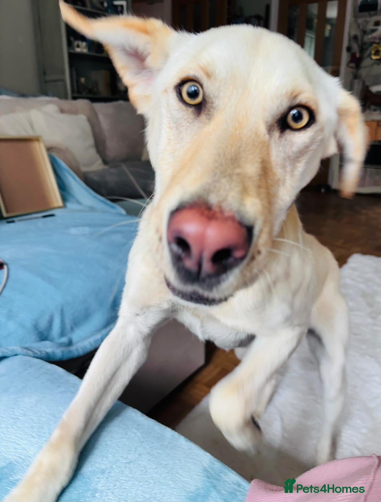 Mixed Breed dogs Looking for his new home and loving people - Advert 1