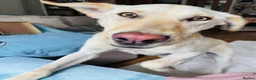 Mixed Breed dogs for sale: Looking for his new home and loving people - Advert 1