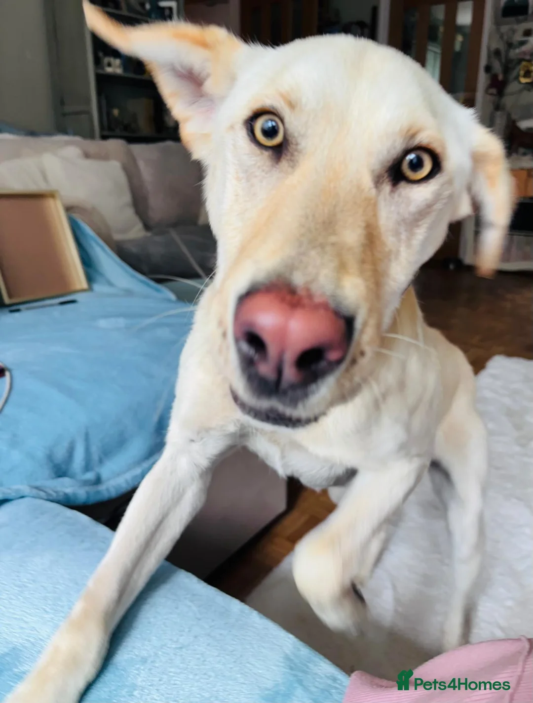 Mixed Breed dogs for sale: Looking for his new home and loving people - Advert 1