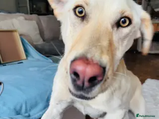 Mixed Breed dogs Looking for his new home and loving people - Advert 1