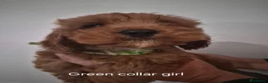 Cockapoo 3