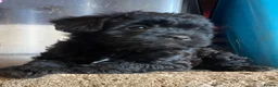 Mixed Breed dogs for sale: Gorgeous Froodle Pups for sale - Advert 4