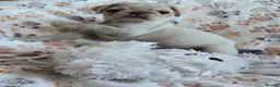 Pug dogs for sale:  2 PUG PUPPIES remain! K. C. registered - Advert 14