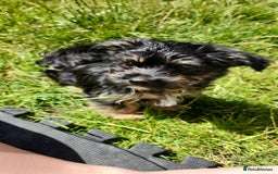 Morkie dogs for sale: Yorkie dominant small Morkies - Image 5