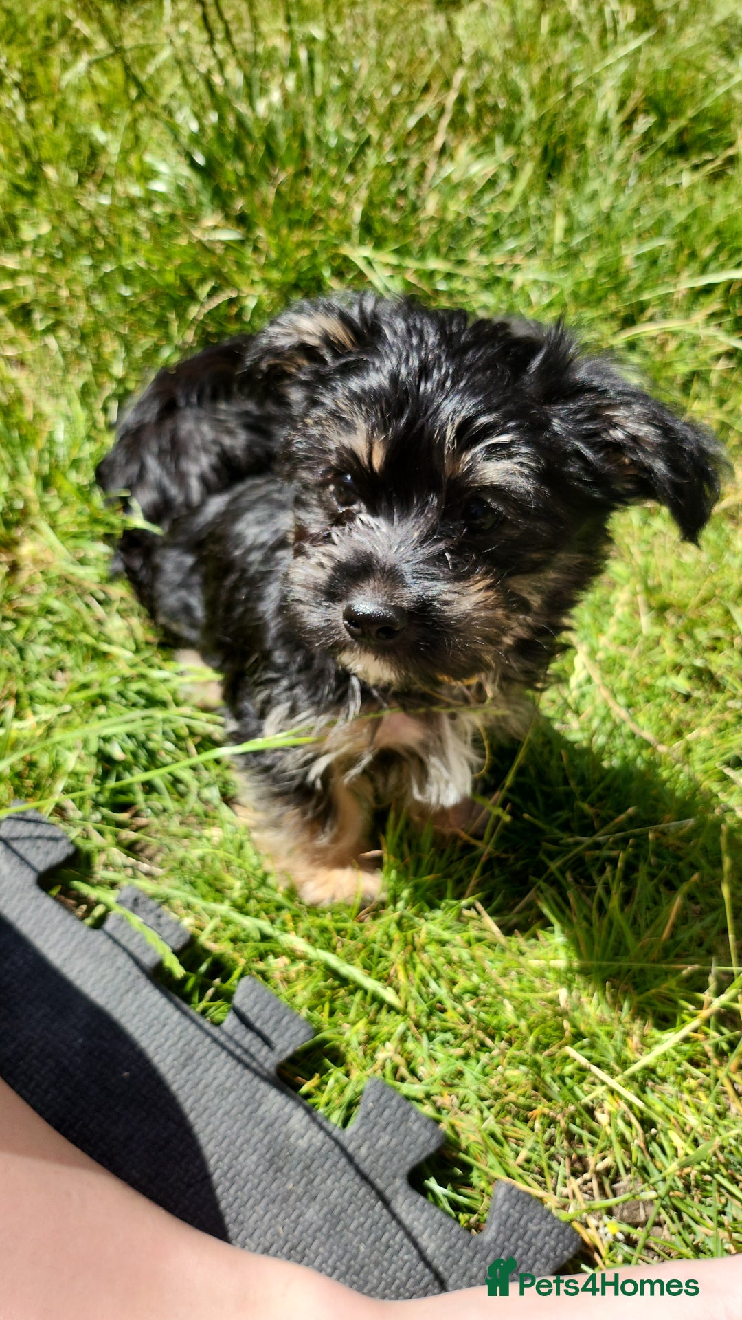 Morkie dogs for sale: Yorkie dominant small Morkies - Image 5