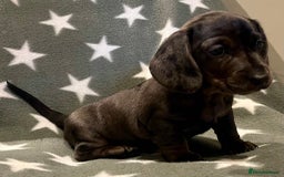 Miniature Dachshund dogs for sale: KC miniature Daschunds    - Image 12