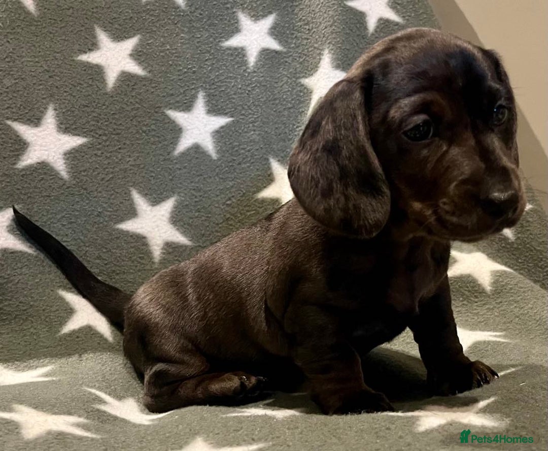 Miniature Dachshund dogs for sale: KC miniature Daschunds    - Image 12