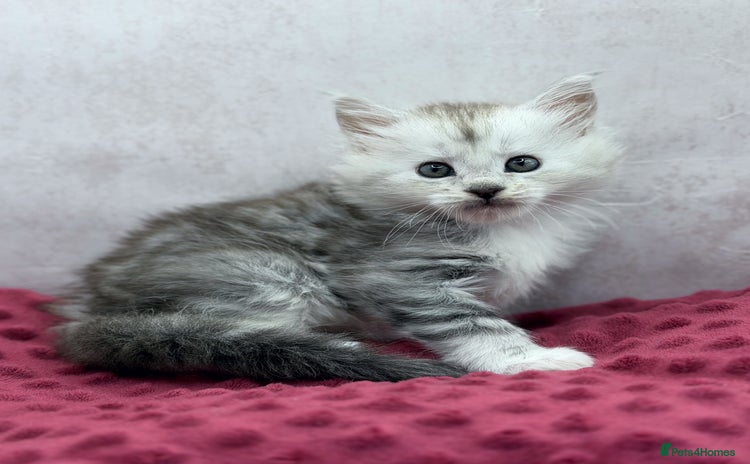 Maine Coon cats Maine Coons with Tests, Papers & Vet Checks - Advert 3