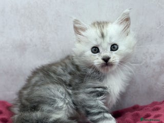 Maine Coon cats Maine Coons with Tests, Papers & Vet Checks - Advert 7