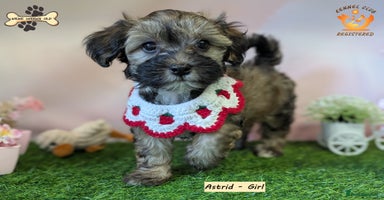 Havanese dogs - Advert 9