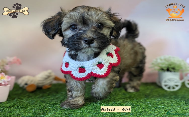 Havanese dogs - Advert 1