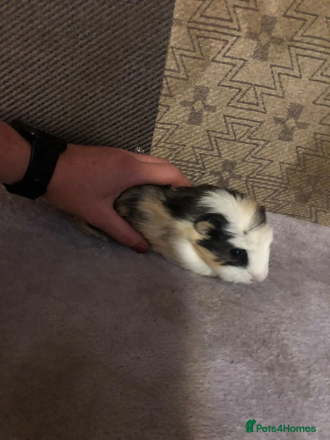 Guinea Pig rodents for sale: Long haired crested show quality baby guineapigs  in Stoke-on-Trent - Advert 2
