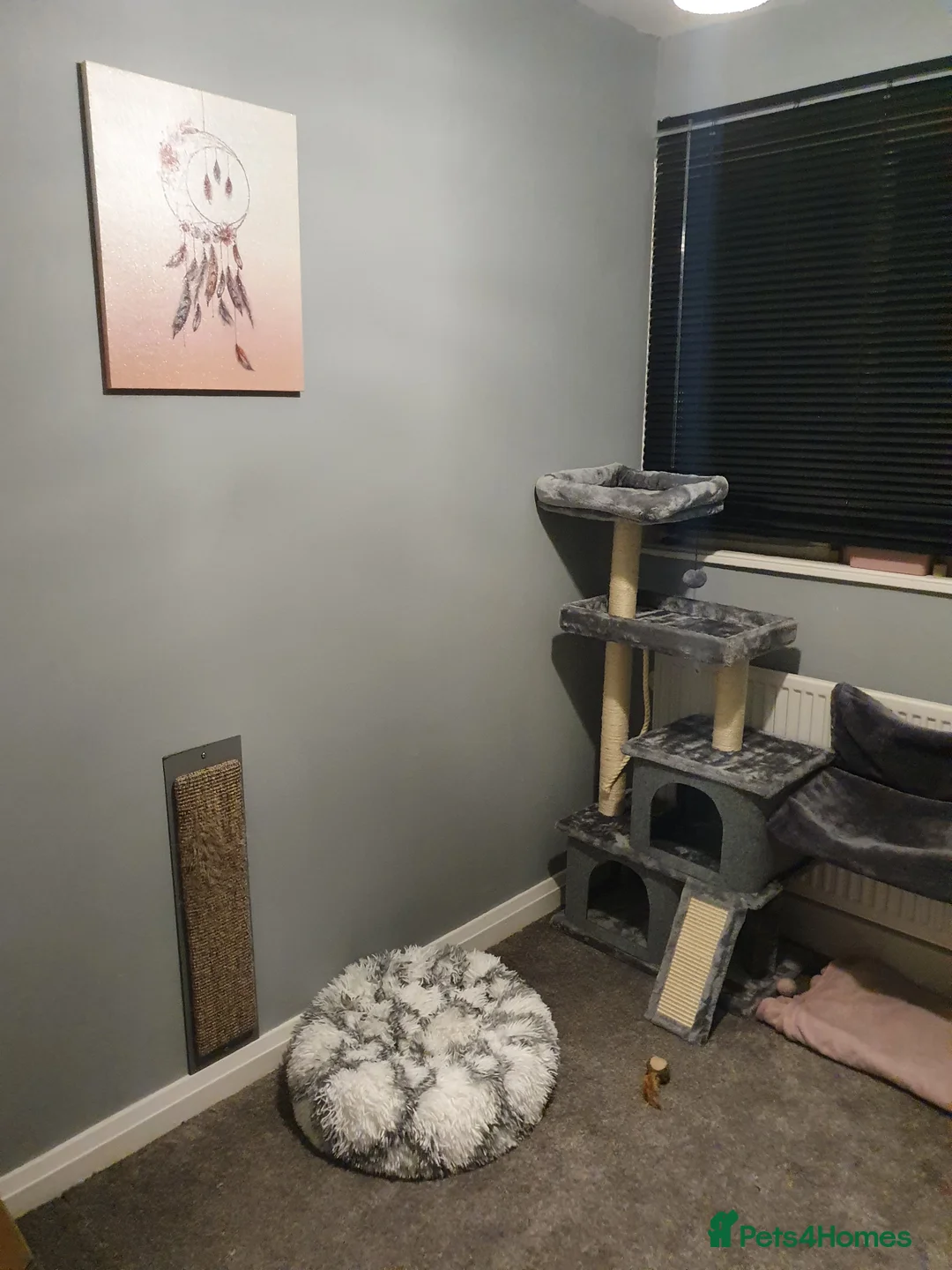 Ragdoll cats for stud: *Stud*gccf/tica entire active bluepoint ragdoll in Oldham - Advert 5