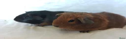 Guinea Pig rodents for sale: 2 lovely Brothers available as a pair  - Advert 8