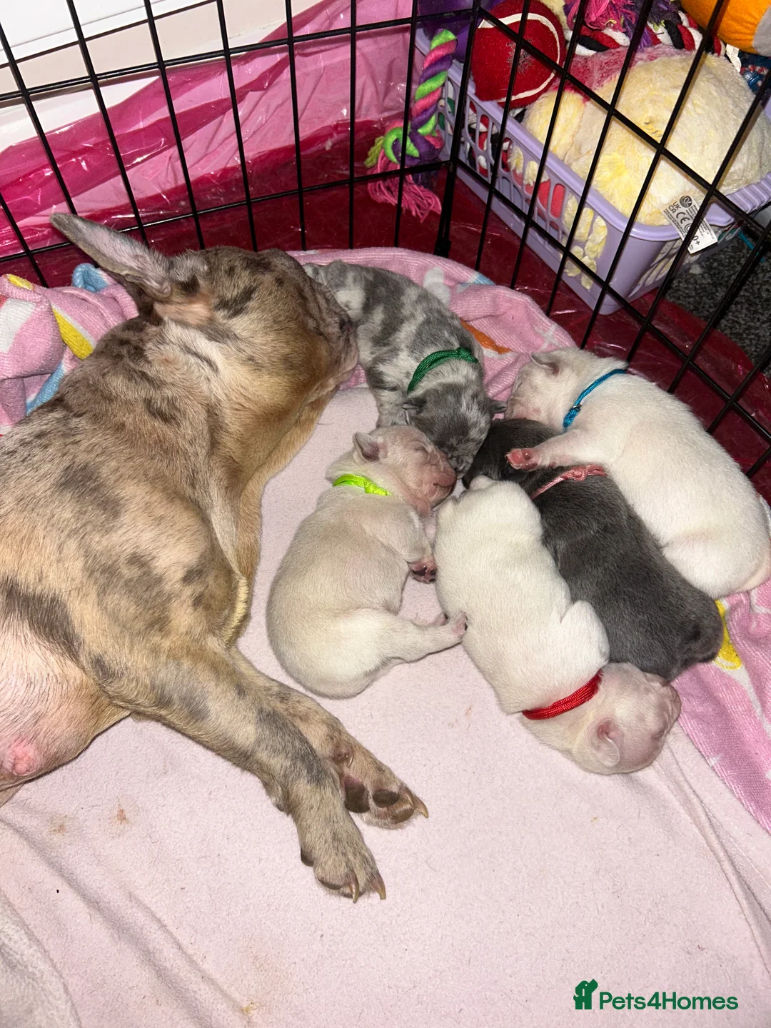 French Bulldog dogs for sale: Last 2 french bulldog pups available  - Advert 2