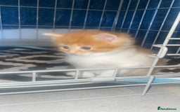 Mixed Breed cats for sale: Ginger and white girl kitten - Image 3