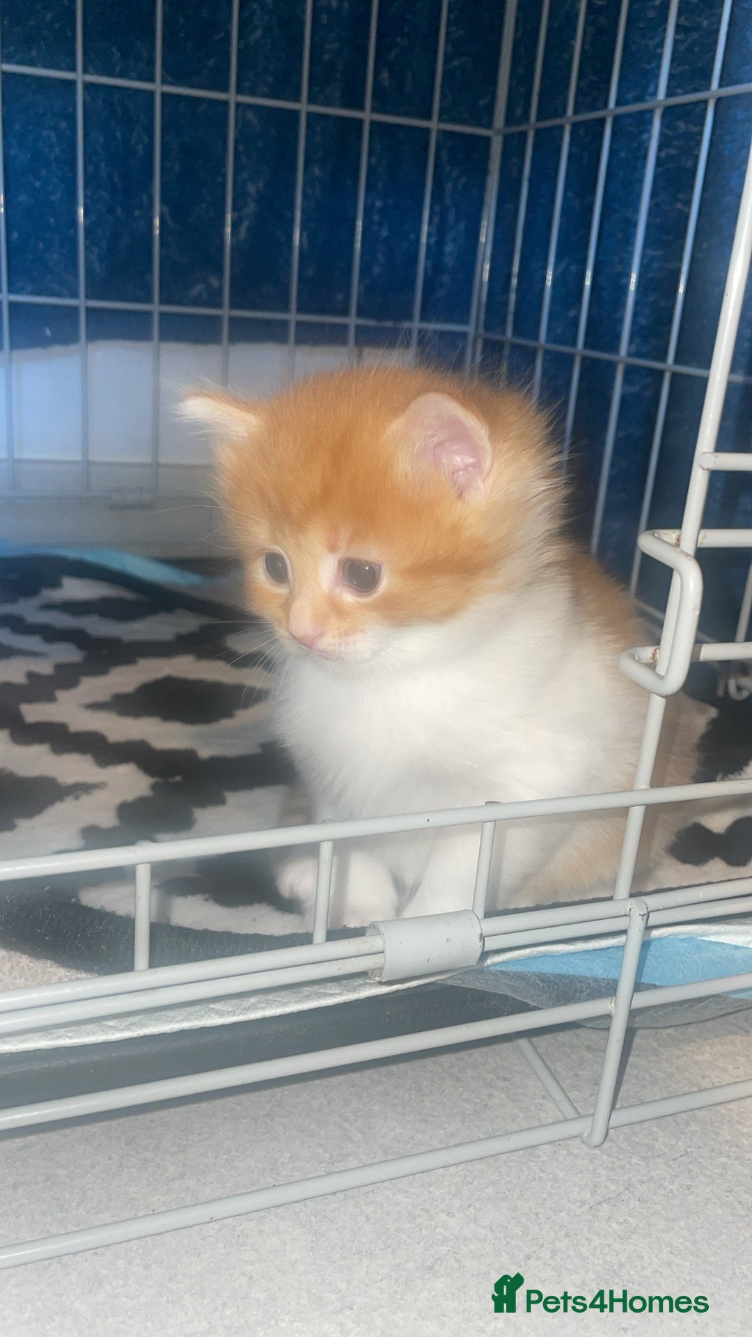 Mixed Breed cats for sale: Ginger and white girl kitten - Image 3