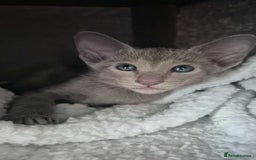 Oriental cats for sale: Oriental and Siamese Gccf registered kittens. - Image 6