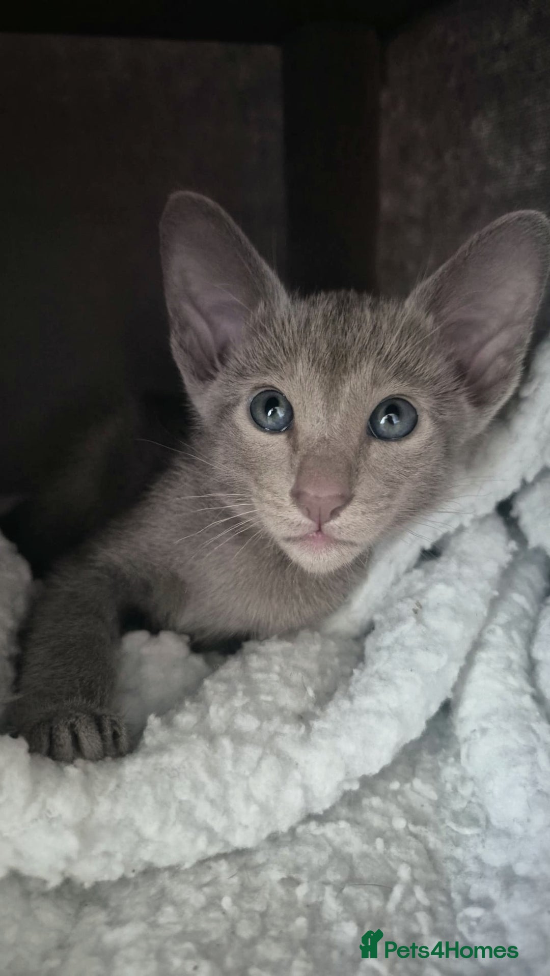 Oriental cats for sale: Oriental and Siamese Gccf registered kittens. - Image 6