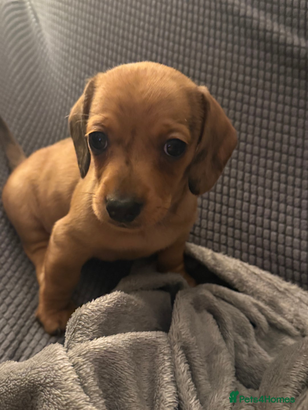 Dachshund dogs for sale: Dachshund puppies for sale  - Advert 1