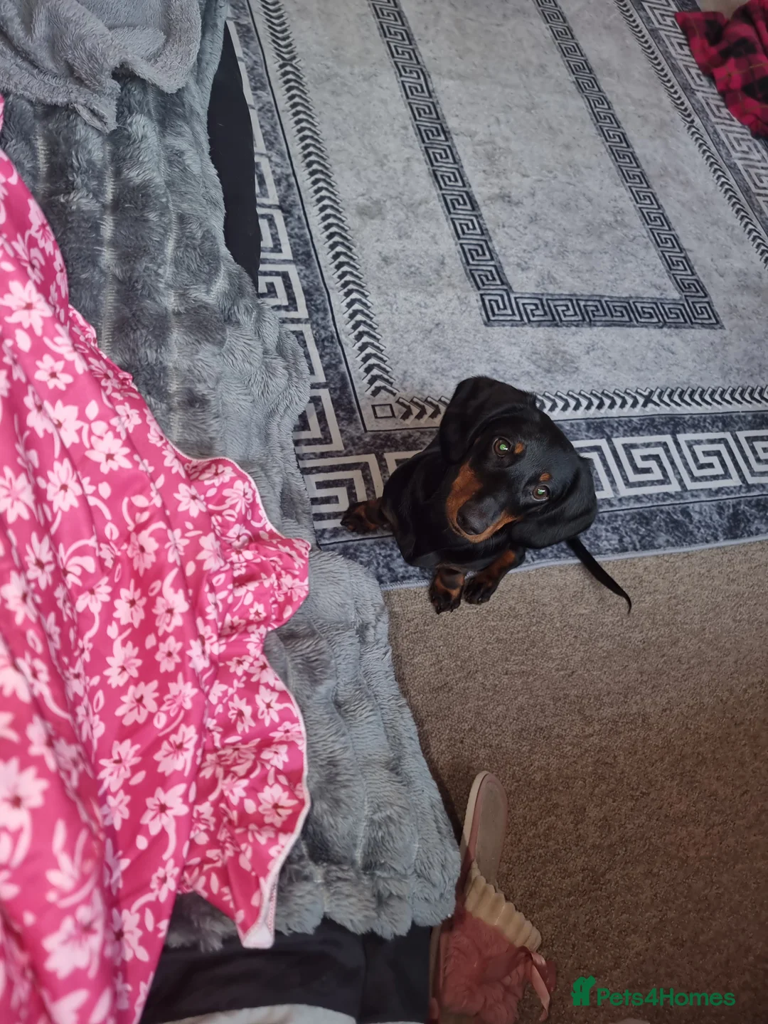 Miniature Dachshund dogs for sale: 9 months old miniature dachshund  - Advert 10