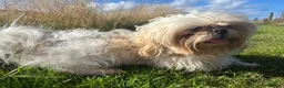 Shih Tzu dogs for stud: Shih Tzu Male Available for Stud - Advert 4