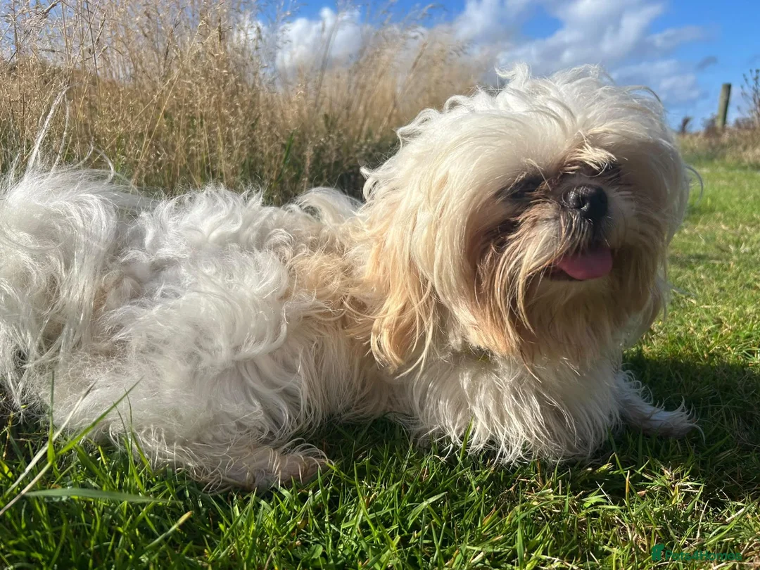 Shih Tzu dogs for stud: Shih Tzu Male Available for Stud - Advert 4