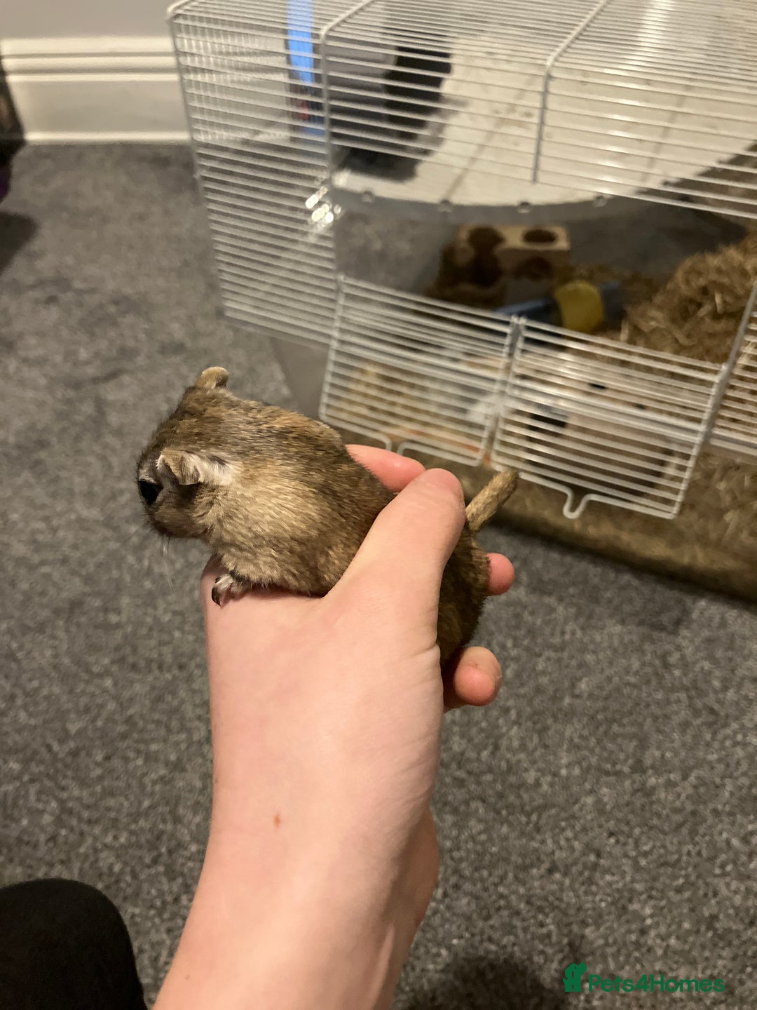 Gerbil rodents for sale: 2 female gerbils by blood sisters  - Advert 22