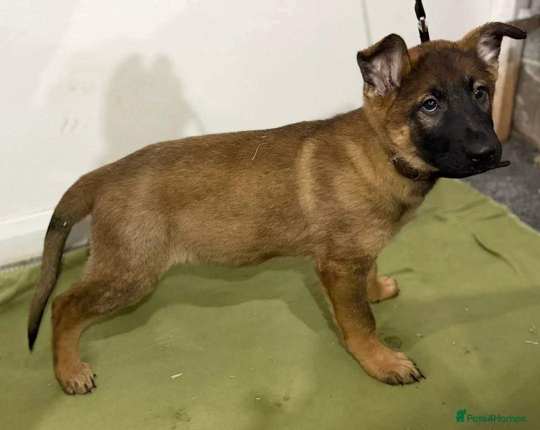 German Shepherd dogs for sale: DDR Working Line GSD Puppies Rare Working Lines - Advert 35