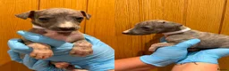 Whippet dogs for sale: STUNNING BLUE KC WHIPPETS in Houghton le Spring - Advert 11