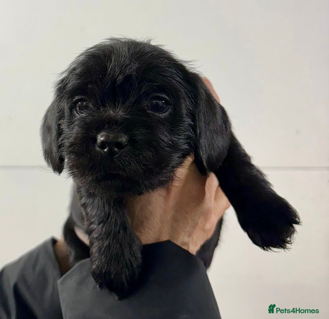 Mixed Breed dogs for sale: Shihtzu x mini wire daxi adorable  - Advert 4
