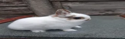 Netherland Dwarf rabbits for sale: Charlie netherland dwarf buck in Stockport - Advert 5