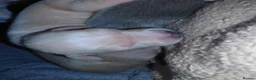 Italian Greyhound dogs for sale: 🐾 Italian Greyhound Puppies for Sale 🐾 - Advert 29