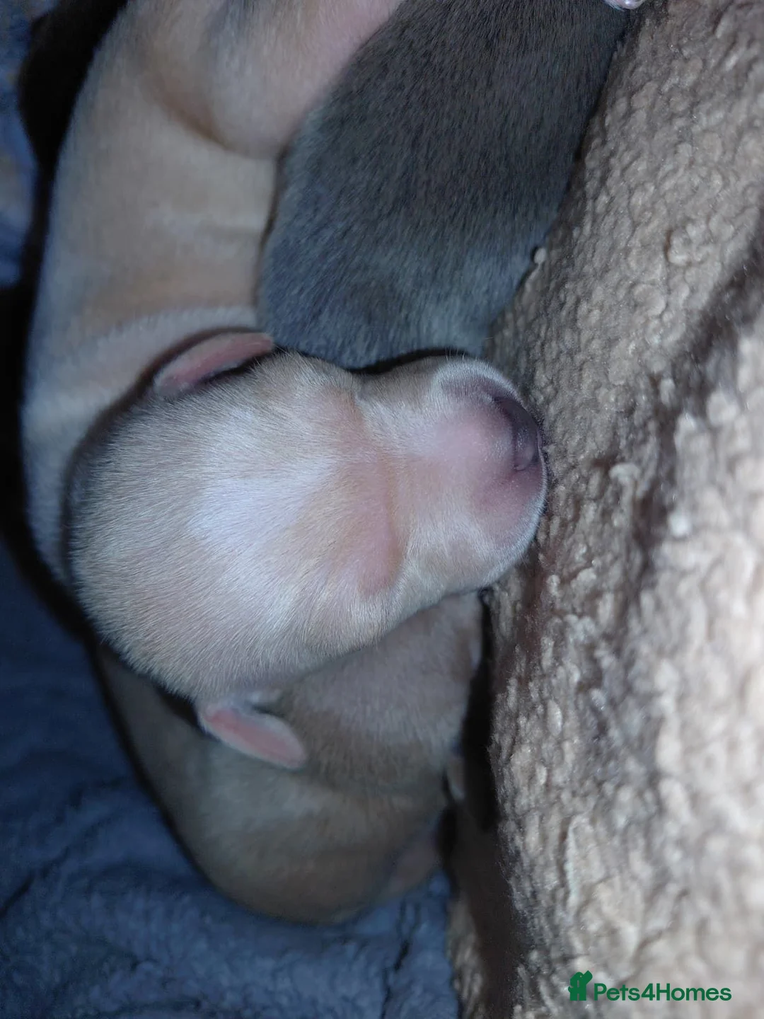 Italian Greyhound dogs for sale: 🐾 Italian Greyhound Puppies for Sale 🐾 - Advert 29