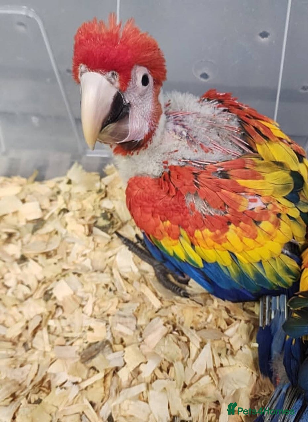 Macaws birds for sale: Scarlett macaw babies - Advert 2