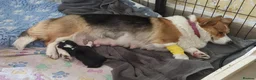 Welsh Corgi Pembroke dogs for sale: Beautiful Pembrokeshire corgi male - Advert 5