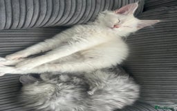 Maine Coon cats for sale: Main Coon kittens for sale - Image 26