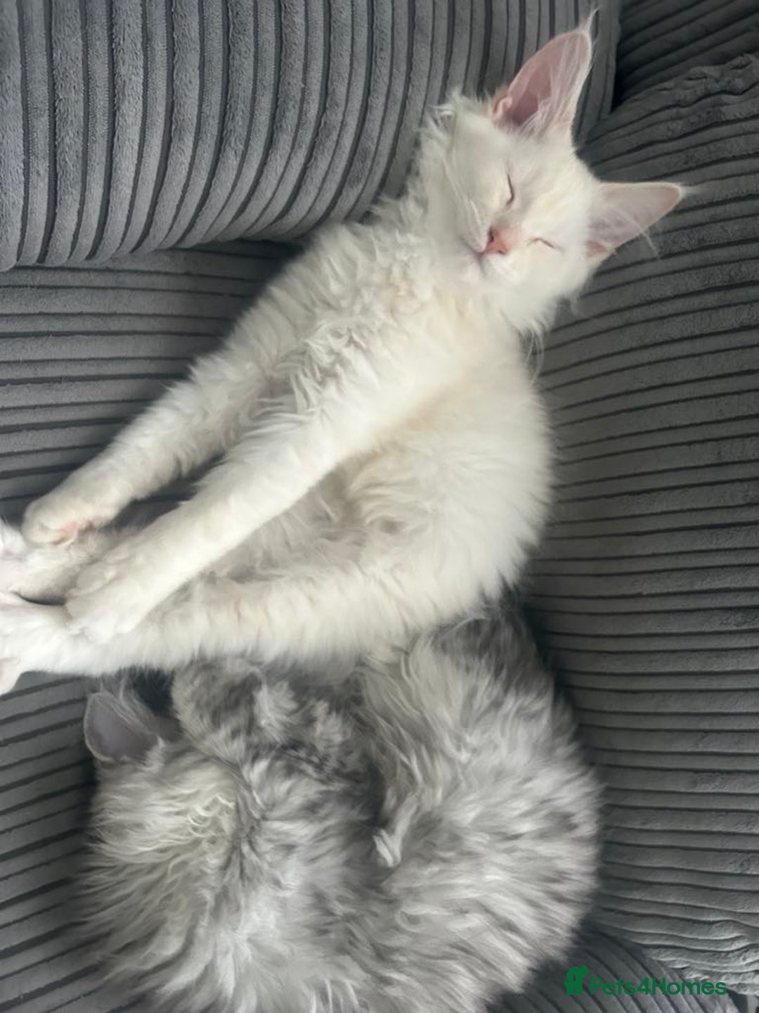 Maine Coon cats for sale: Main Coon kittens for sale - Image 26