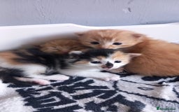 Mixed Breed cats for sale: Beautiful long haired kittens   - Image 1